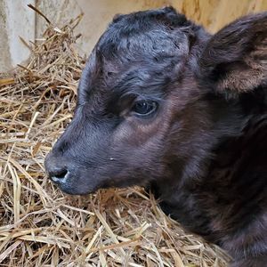 Meet your Posher, Ellie